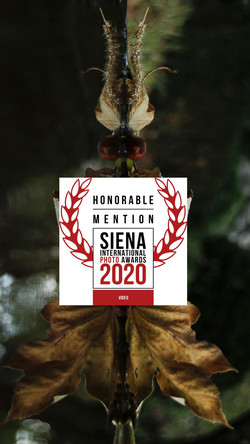 SIPAaward 23 October 2020 Honorable Mention for my film Water On Edge IV